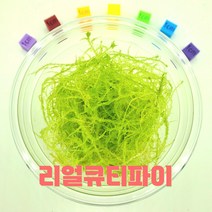 생수태 (그린) 물이끼 스패그넘모스 스페그넘모스 테라리움 리얼큐티파이 식충식물, 그린, 1개