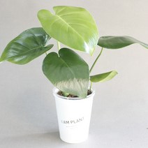 아이엠플랜트 업사이클링화분 실내공기정화식물 모음, 15.몬스테라