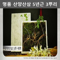 강원도 5년근 산양삼 재배 산양 산삼 3뿌리 장뇌삼 선물세트 부모님 어르신 사장님 선물 장모님 장인어른 할아버지 선물 추석 설날 명절 선물