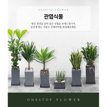 관엽 대형화분 집들이 개업 승진 축하 인테리어 관엽화분, 관엽 - 스투키(고급형), 서울특별시/광역시/경기구단위 (배송비X)