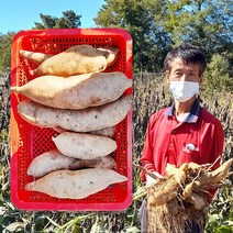 산지직송 국산 야콘 즙용/특품 5kg, 흠과(즙용)