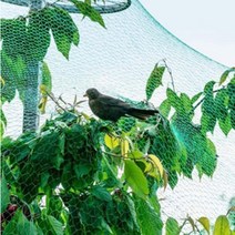 농작물 보호망 그물망 조류피해방지 논밭 4x11m, 상품선택, 새그물4X10m