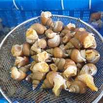 강원도 동해 묵호항 산지직송 활 백골뱅이 백고동 (750g~1kg내외) 소중(35미~45미) 중대(25미~35미) 특대(15미~25미), 소중 1kg (35미~45미내외)