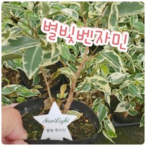 꽃나라엘리스 스타라이트벤자민-무늬벤자민 스트라이트 스타라이트 별빛등으로 불리고 있죠