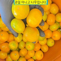 묘목/귤나무(밀감) 유라조생/접목 2년 KJ1839