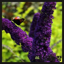 (나무농장) 붓들레아 블랙나잇 10cm 포트, 1개