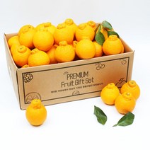 제주삼촌 23년 한라봉 새콤달콤 제주 노지한라봉 10kg 5kg, 노지 한라봉 10kg 꼬마