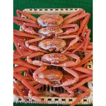 [산지직송] 넘버원크랩 울진 후포리 명품 자숙 홍게 3kg 품질 수율 보장 당일배송 택배비무료 울진 후포 영덕 속초 붉은대게, 후포리 명품 홍게 선물용 3kg 10미, 10마리, 3kg 내외 10미 마리당 280g ~ 350g