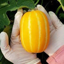 [맛보장] 성주 꿀 참외 고당도 산지직송 가정용 정품 못난이 2kg 5kg, 소과 2kg, 가정용과