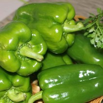 청피망5kg (상) 1박스 자연대로팜웨이, 청피망(상) 5kg, 1개