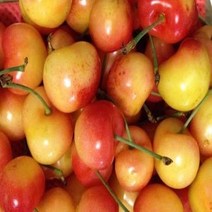 체리(레이니어)접목1년(왜성대목)/묘목/k0673