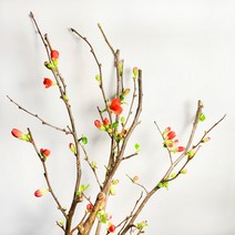 [코코 플라워] 산당화 명자나무 아가씨나무 생화택배 꽃배달싼곳 한단