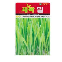 SN월드 새싹 씨앗, 새싹-밀
