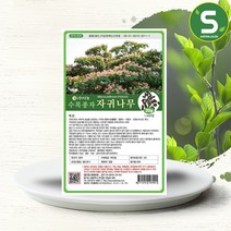 솔림텃밭몰 수목종자 자귀나무씨앗 20g 자귀나무종자 산림 조경, 단품