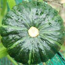 단호박제철 바밤단호박 남해단호박 밤단호박, 해남 밤단호박 4kg