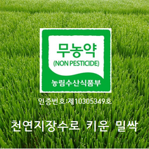 [산지직송]국수터 지장수 밀싹농장 밀싹 1200g 1박스