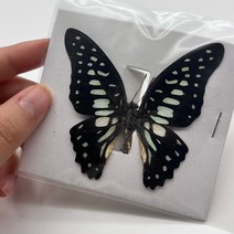 29 종류 진짜 나비 표본 곤충 인형 생산 매력 홈 인테리어 액세서리 거실 컬렉션 아트, 12