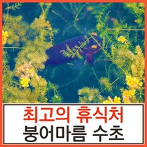 수초하우스) 붕어마름(급성장종), 10촉