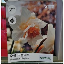 리플리트 수선화구근-2개묶음/올해 구근 신상품입고 대방출, 2개