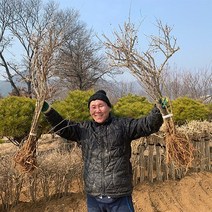 구기자나무 묘목 3년생 결실주