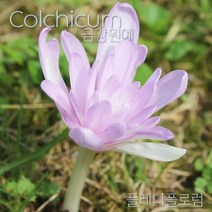 콜치쿰 춘식 구근 입고 금강원예, 플레니플로럼(1구)