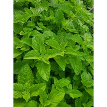 가파오 가파우 까파오 끄라파오 홀리바질 바질 Holi basil 1kg