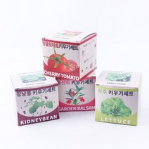 지피포트 키우기세트 봉선화 방울토마토 상추 강낭콩 0.3106ea, RA_ 상추
