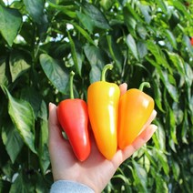 [지지팜] 산지직송 고당도 미니파프리카 2kg, 혼합