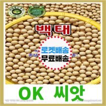 [OK씨앗] [백태(메주콩)] 백태콩씨앗 매주콩씨앗 종자(오케이씨앗), 30g