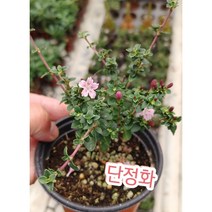 단정화/﻿당신을 버리지 않겠습니다