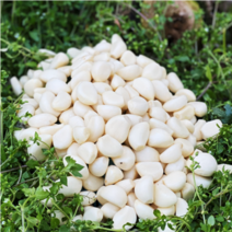 [싱싱다모아] 국산 창녕 깐마늘 대 중 소 1kg (꼭지제거는 옵션2번만), 1봉, 4. 깐마늘 (소) 1kg