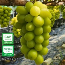 프리미엄 고당도 샤인머스켓 김천 [산지직송], 3kg(4-5수), 1개