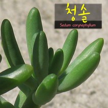청솔 지름 9cm 소품 다육화분, 1개