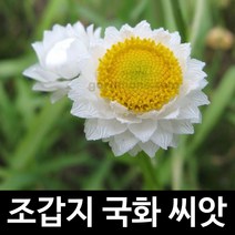 조갑지 국화씨앗 암모비움 씨앗 종자 꽃씨 100알