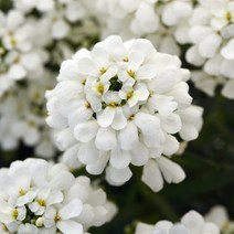 시즌플라워 [초화류]이베리스(눈꽃)-스노우쿠션(캔디더프화이트) 3개셋트