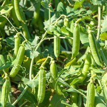 완두콩 약콩효능 채소 씨앗 껍질콩 종자 풋콩 100립, 1개