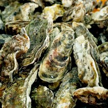산지 제철 통영석화 굴찜 가리비굴구이 손질바다장어 외, 1개, 석화5kg