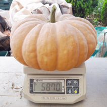 전남 강진 무농약 늙은호박 (맷돌호박), 늙은호박 4kg이상 (4kg~4.9kg)