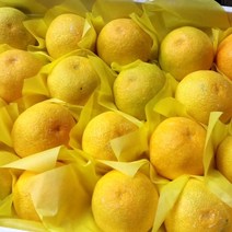 제철 제주 황금향 귤 선물, 5~11과, 2kg