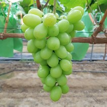 [추천상품] 선물용 꿀당도 망고포도 청포도 김천 샤인머스켓 농장직송 2kg 3~4수