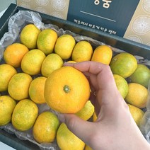 새콤달콤 고당도 감귤 제주직송 가정용 밀감 선물용 귤 3KG 5KG, 제주 감귤_중과 선물용 5kg