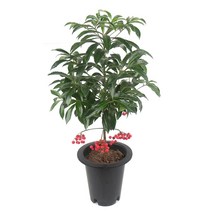 갑조네 공기정화식물 중품 중형 실내공기정화식물 나무화분 미세먼지제거, 만냥금(중품), 1개