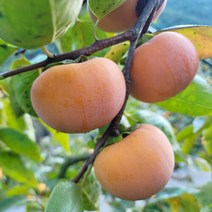 두리원 산지직송 경남 창녕 부유단감 3kg 중, 단품없음