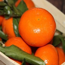 [특등급] 감귤3KG 밀감 귤 제주밀감 제주귤 감귤 제주감귤체험 타이벡감귤, 3KG