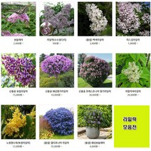 라일락 라일락 수수꽃다리 규격별 주문 미스김라일락 유럽라일락 왜성 향기라일락 프레스토이아 향기라일락 노량 향수목 북경라일락