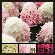묘목/목수국 리빙 (라즈베리핑크 )2ℓ화분 G0800