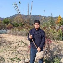 살구나무 묘목 플럼코트 3년생결실주 심포니 티파니 하모니, 심포니 3년생 결실주