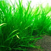 [상상수족관] 발리스네리아 베이비리프 키우기 쉬운 초보수초, 25촉