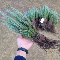 [모든원예조경] 문그로우 묘목 (삽목1년생) 50주묶음 상록수 향나무