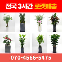 [ 전국 당일 3시간 배송 ] 관엽식물 전지역 3시간 배송! 전국꽃배달 (주)화신플라워, 20. 크로톤 (특)